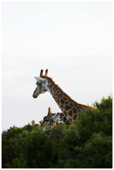 Two giraffes stand gracefully amidst green bushes,