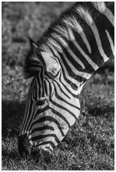 A detailed black and white close-up of a zebra gra