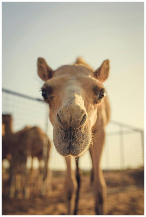 Charming close-up portrait of a dromedary camel in