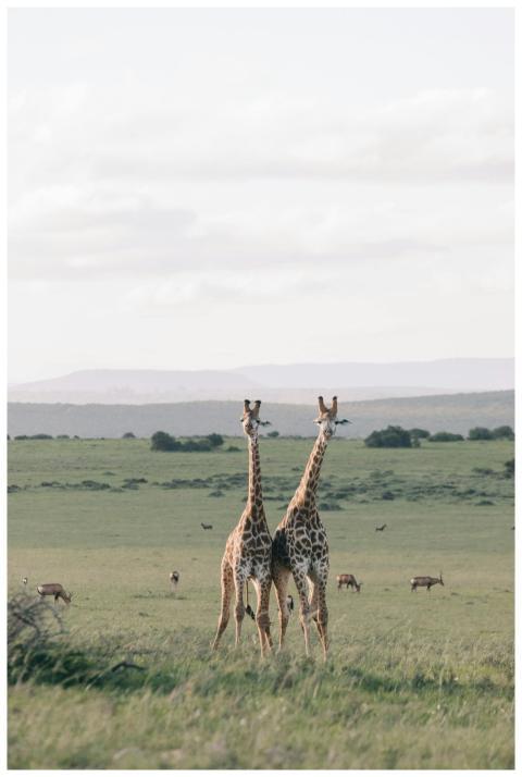 Two giraffes standing in a vast green savannah, su
