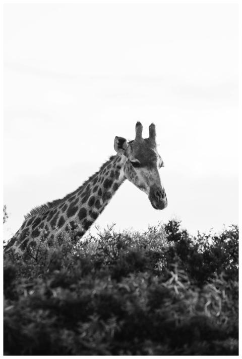 Black and white of wild giraffe with brown spots s
