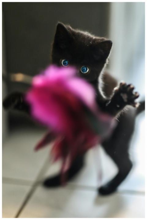 Adorable black kitten playing with a pink feather