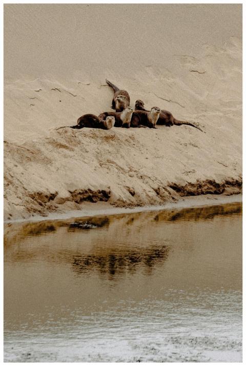 Group of otters resting on sand dune by a river in