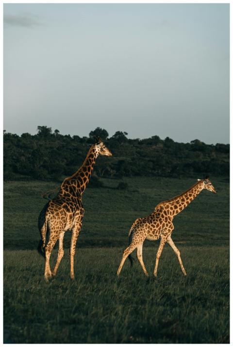 Two giraffes walking in a lush savanna landscape,
