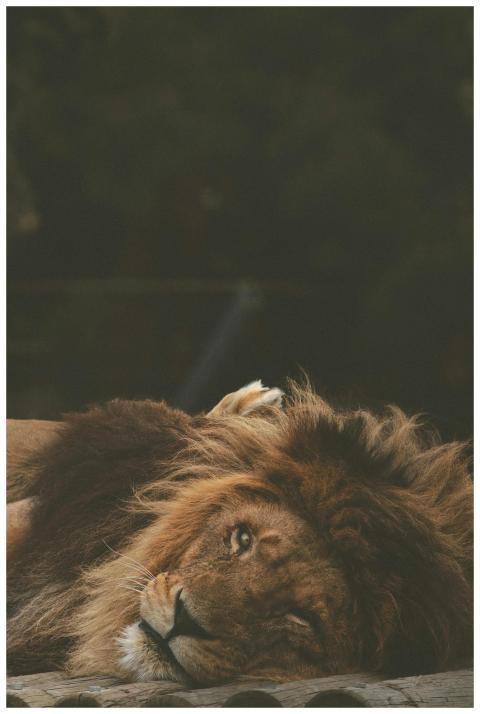 A majestic lion relaxes on wooden logs in Baku Zoo