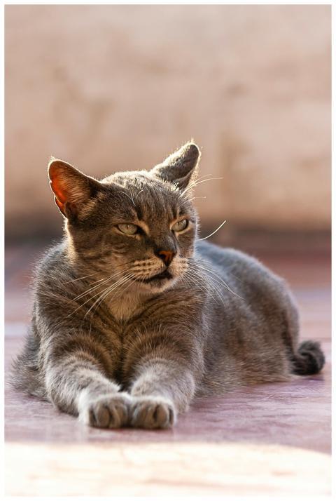 Charming gray cat lounging comfortably indoors. Pe