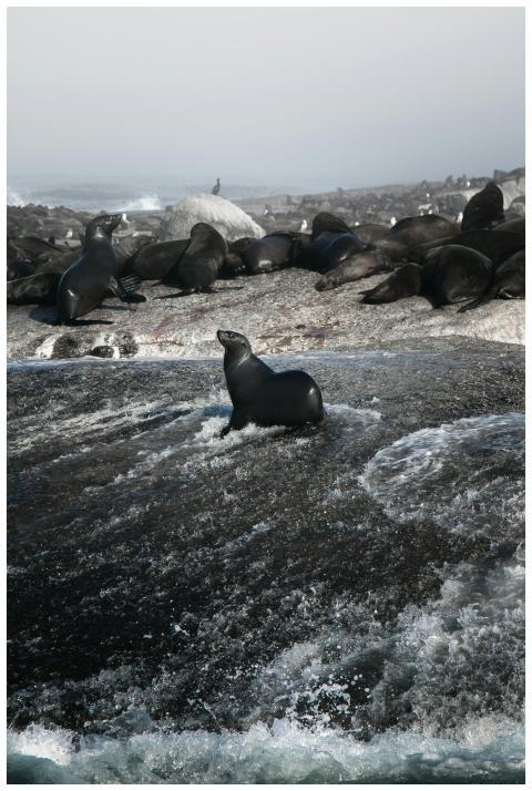 Vibrant seal colony on rocky shores of Cape Town,