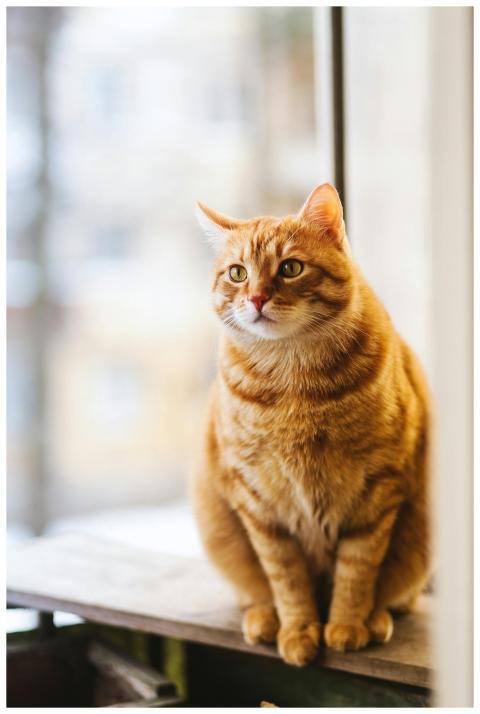A cute ginger tabby cat sits on a windowsill, bask