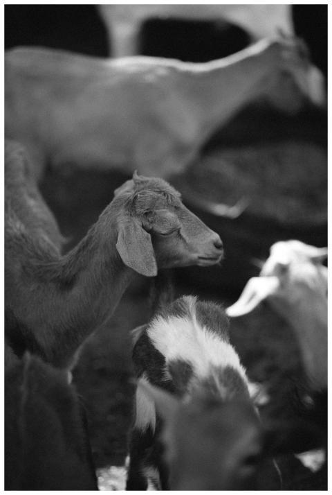 A contemplative black and white portrait of goats