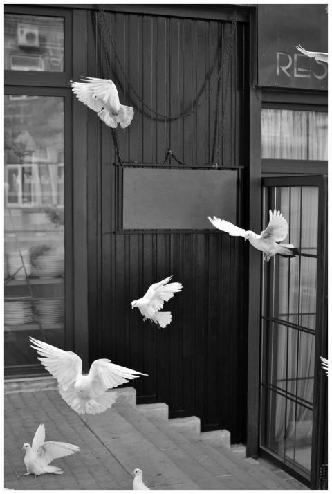 Pigeons in motion near a city building entrance in