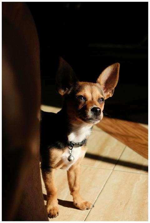 Chihuahua dog bathed in sunlight with artistic sha