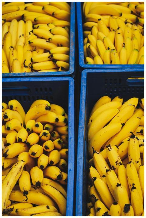 Vibrant yellow bananas stacked neatly in blue crat