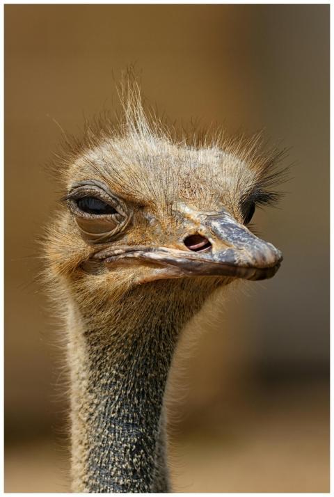 Detailed close-up of an ostrich showcasing its uni