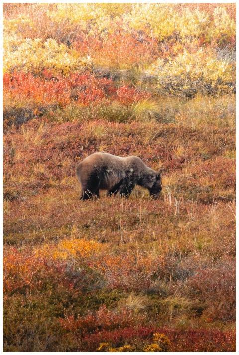 A grizzly bear peacefully grazes in a colorful aut