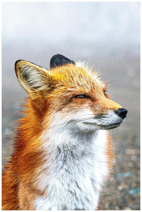 Portrait of a red fox squinting in the wild, showc