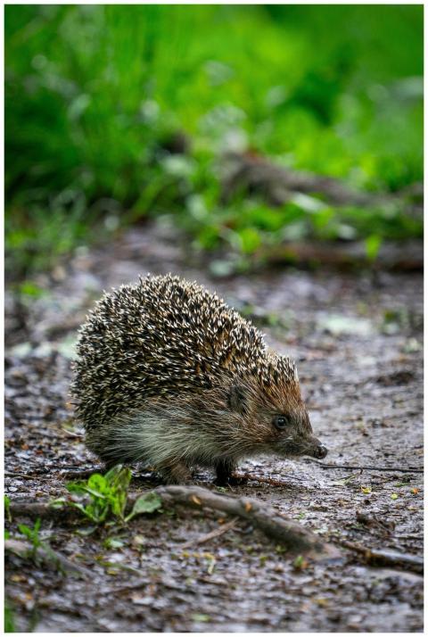 A detailed image of a hedgehog walking on a forest