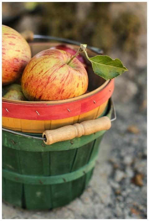 A vibrant and rustic basket filled with freshly ha