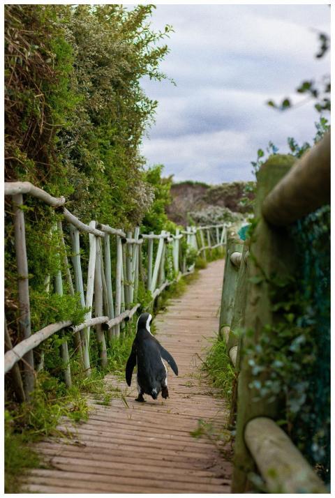 A penguin walks along a wooden footbridge amidst l