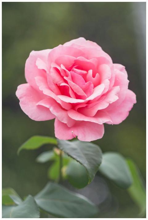 Close-up of a blooming pink rose outdoors, perfect