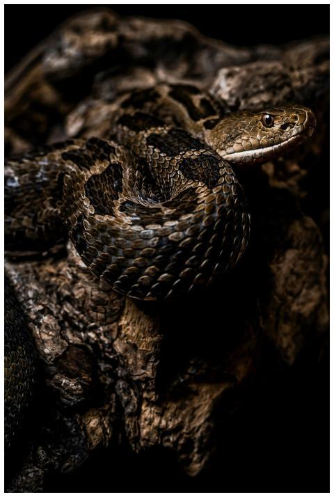 Detailed image of a snake on a textured rock surfa