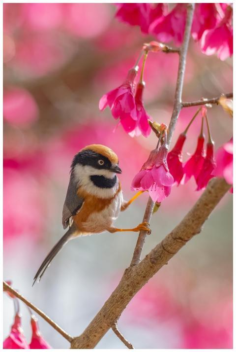 Black-Throated Bushtit perched on a blooming branc
