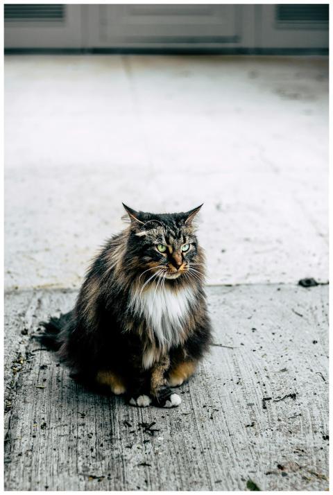 A fluffy Maine Coon cat sitting on a sidewalk with