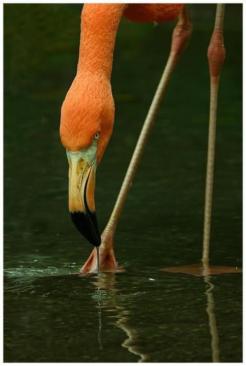 Close Up Flamingo Feeding