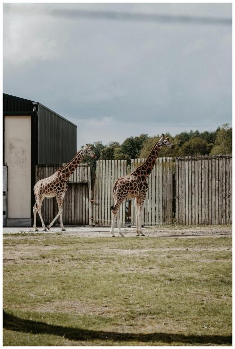 Two giraffes walking in a safari park in England,
