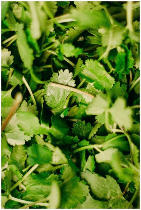 Vibrant close-up of fresh cilantro leaves showcasi