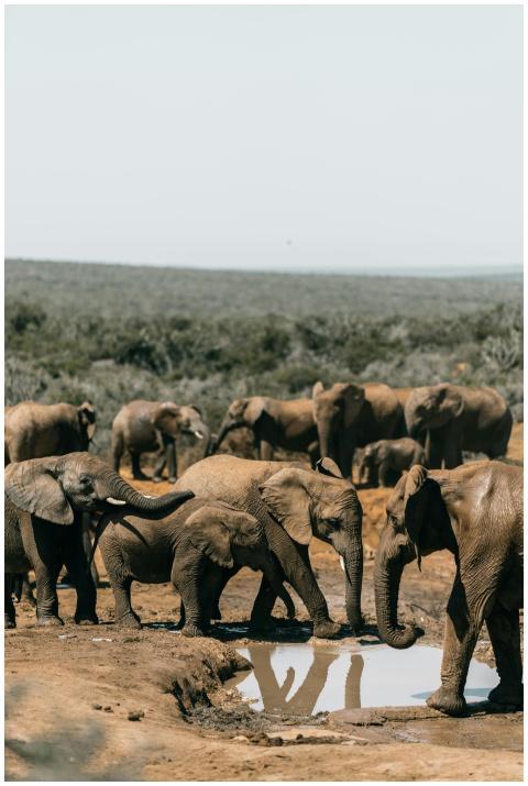 A herd of African elephants drinking at a watering