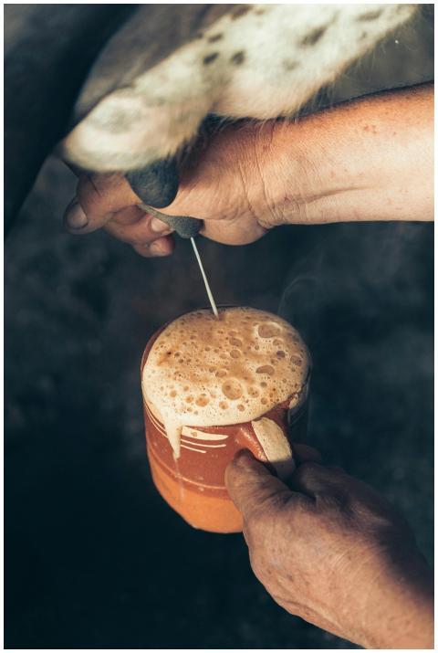 Hands milking a cow with fresh milk foaming into a