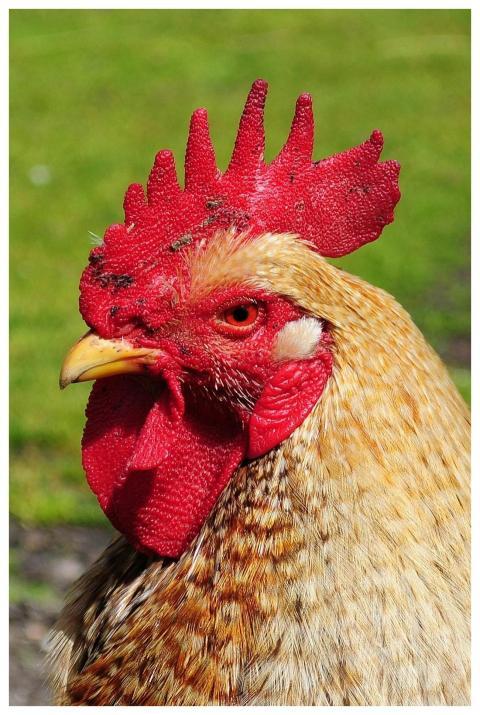Colorful rooster with vibrant feathers standing on