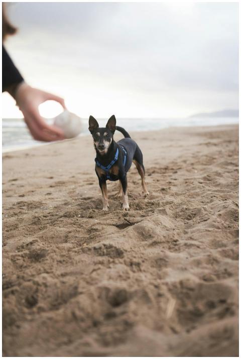 A playful small dog eagerly waits for a ball throw