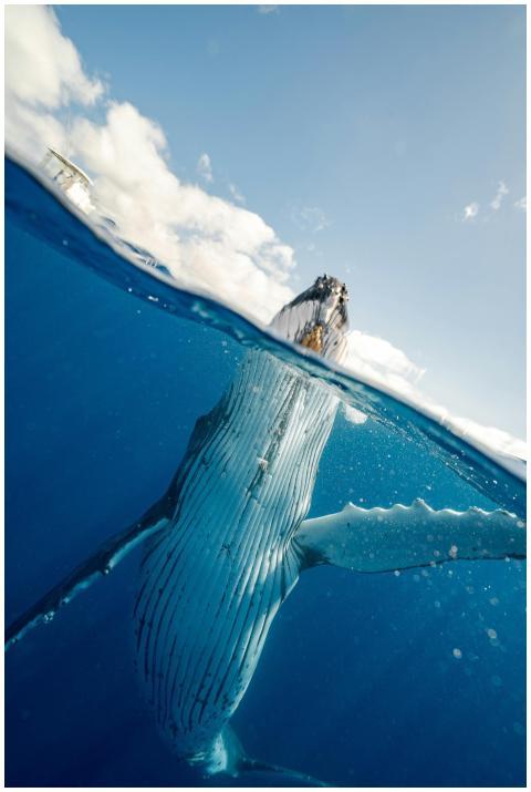 A stunning over-under shot of a humpback whale bre