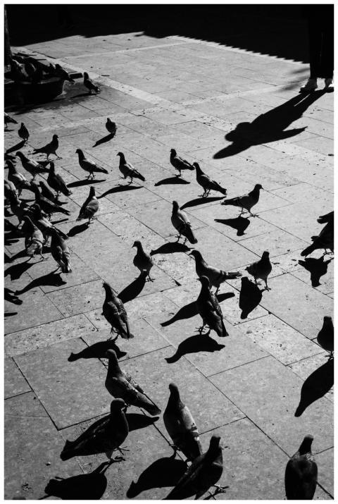 A flock of pigeons casting shadows on a city pavem