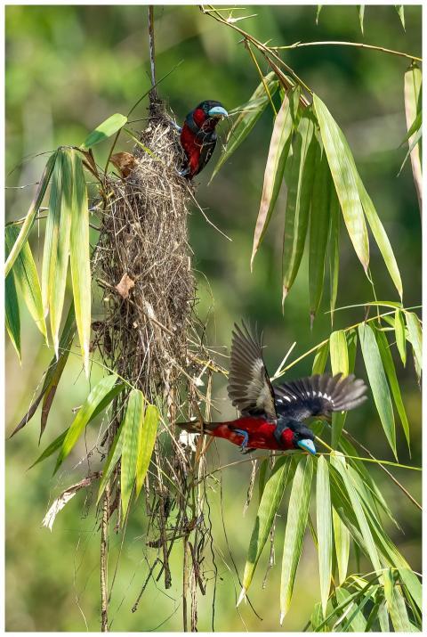 Two vibrantly colored birds in bamboo, one flying,