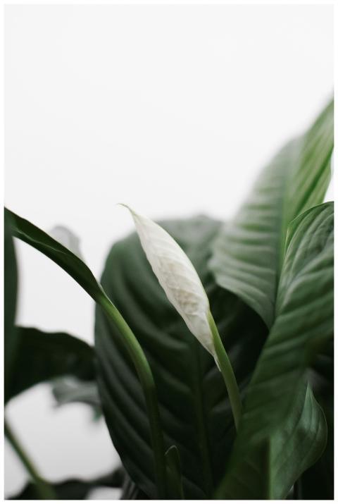 Close-up of a Peace Lily plant showcasing its eleg
