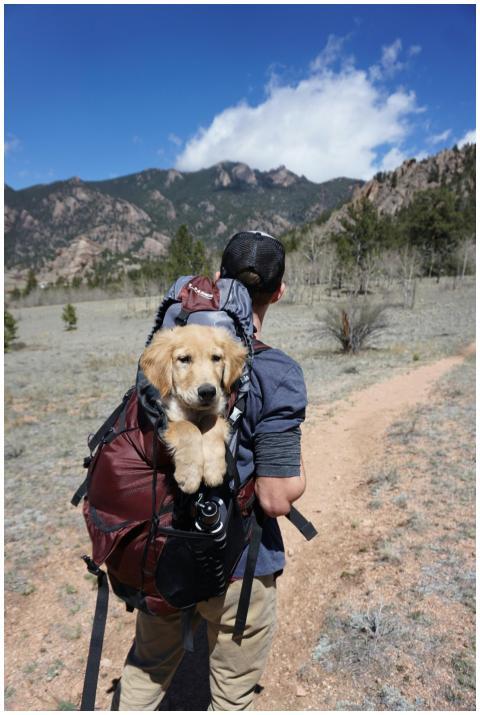 Adventure hike with a puppy in a backpack on a sce