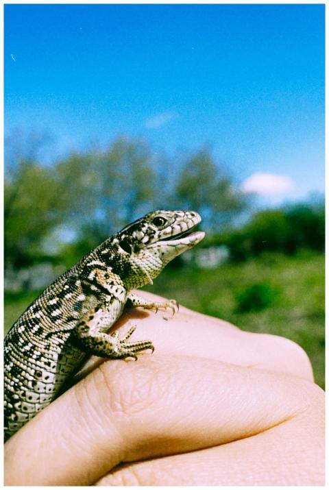 Detailed view of a lizard resting on a hand agains