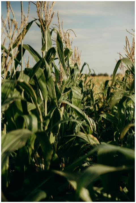 A vibrant cornfield with lush green leaves under a