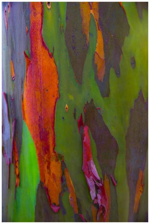 A detailed view of colorful eucalyptus bark in Los