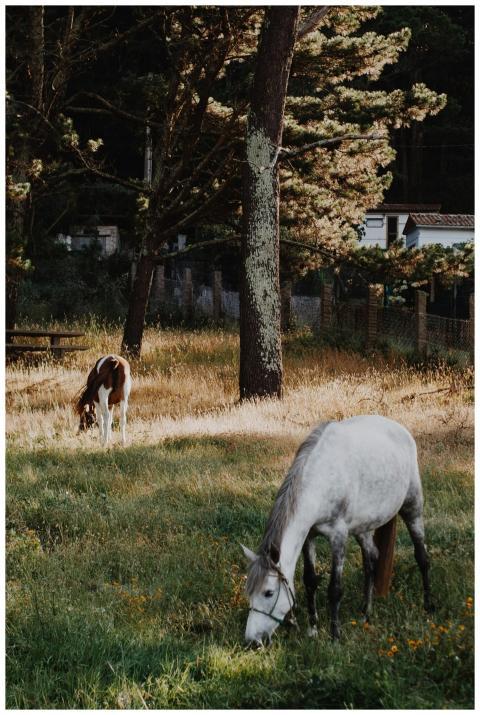 Two horses peacefully grazing in a sunlit rural fi