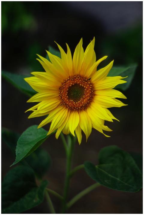 A beautiful yellow sunflower with vibrant petals i