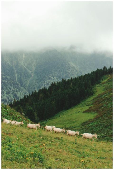 A serene scene of goats grazing on a lush green hi