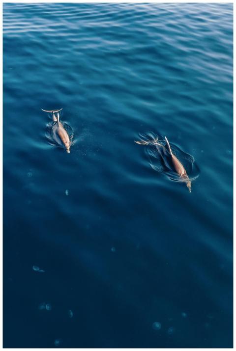 Two dolphins swim gracefully in a deep blue ocean,