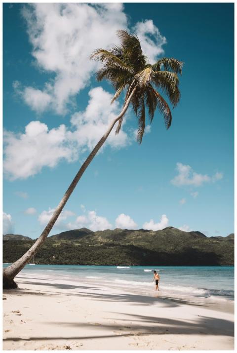 Stunning tropical beach with swaying palm trees an
