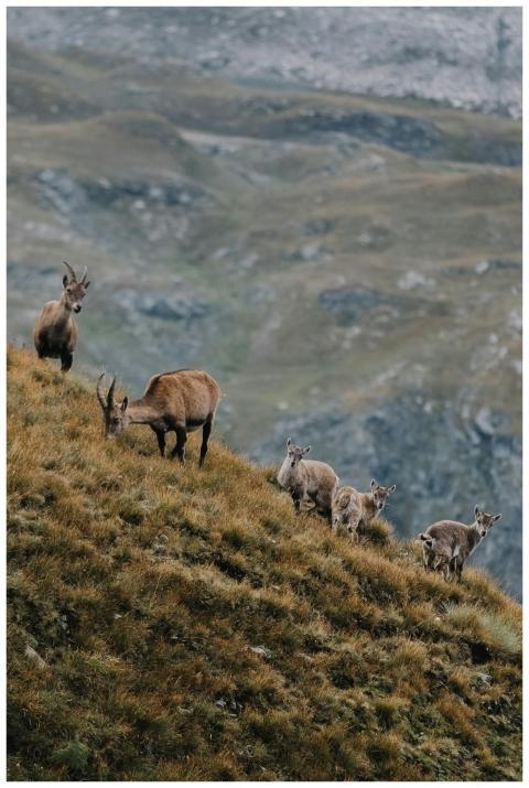 A group of wild goats grazing on a steep mountain