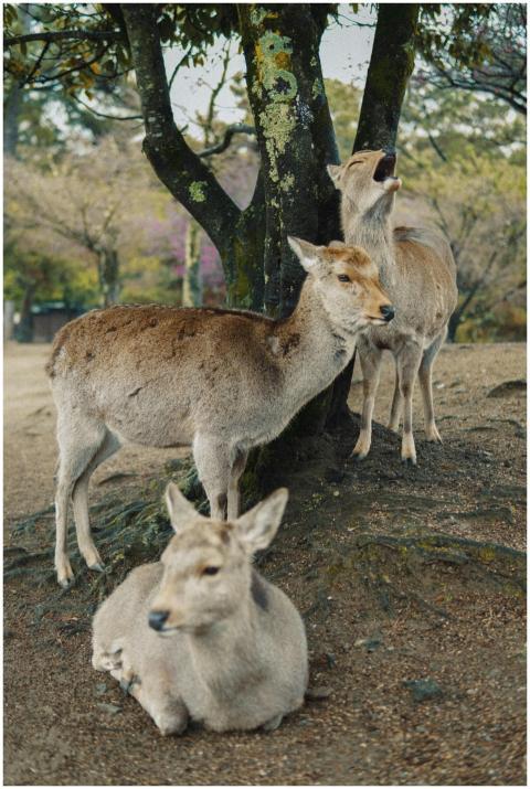 Deer relaxing under cherry blossom trees in a sere