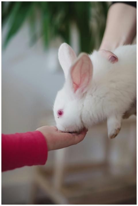 Cute white rabbit being fed by a child indoors. Pe
