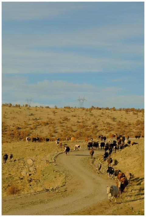 Scenic view of cattle herd on a dirt road in a rur